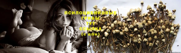 ешки Аркадак